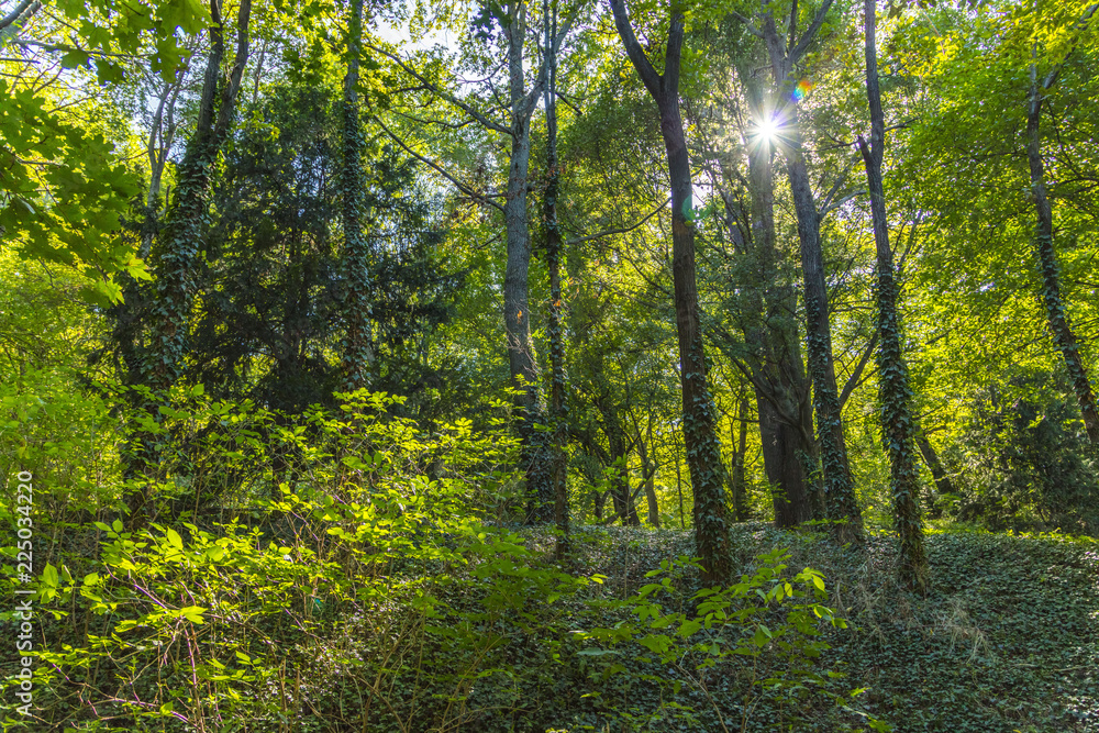 sun rays in green forest sun rays in green forest
