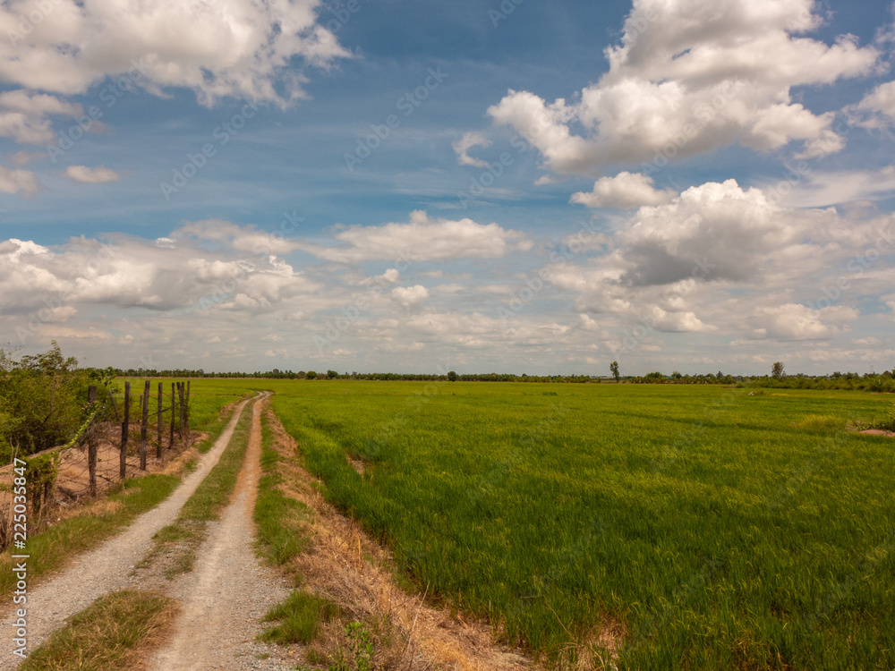 walkway into the green rice field in sunny day walkway into the green rice field in sunny day