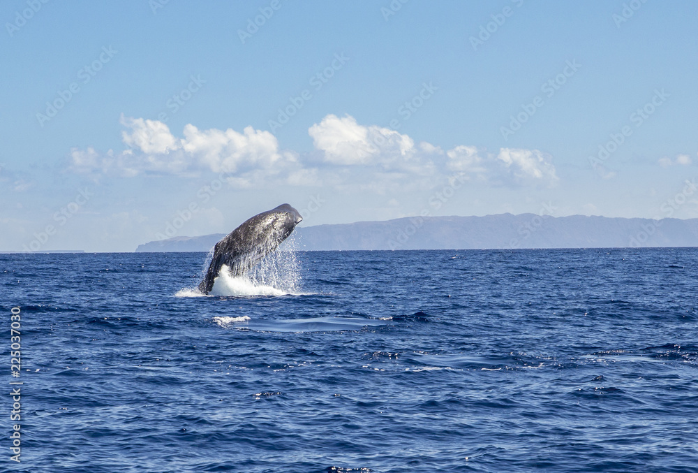 The sperm whale (Physeter macrocephalus) or cachalot is the largest of the toothed whales and the largest toothed predator. Jump out of the blue ocean water, nature outdoors in Atlantic ocean. The sperm whale (Physeter macrocephalus) or cachalot is the largest of the toothed whales and the largest toothed predator. Jump out of the blue ocean water, nature outdoors in Atlantic ocean.