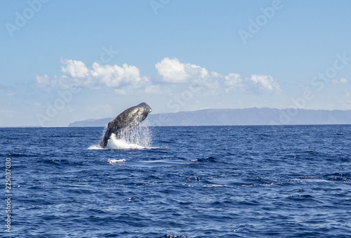 The sperm whale (Physeter macrocephalus) or cachalot is the largest of the toothed whales and the largest toothed predator. Jump out of the blue ocean water, nature outdoors in Atlantic ocean. © FotoHelin
