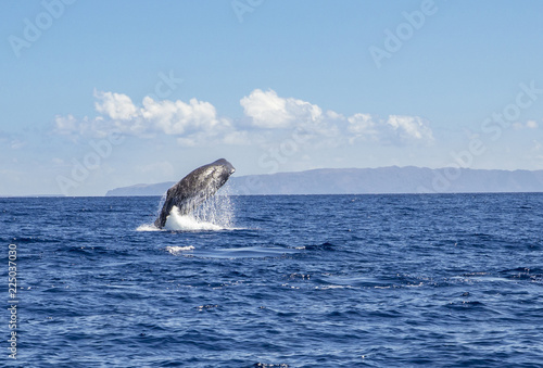 Foto The sperm whale (Physeter macrocephalus) or cachalot is the largest of the toothed whales and the largest toothed predator