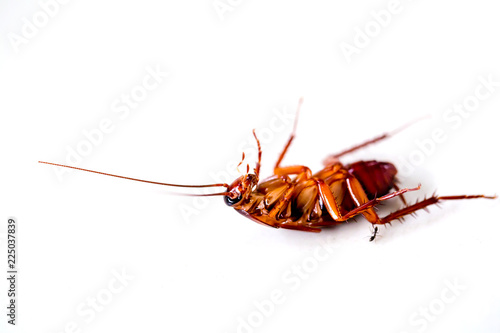 Cockroach on white isolated background. © Koonsiri