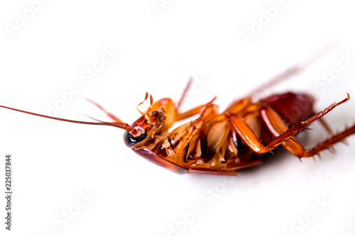 Cockroach on white isolated background. © Koonsiri