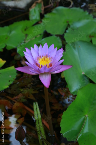 Amazing water lily