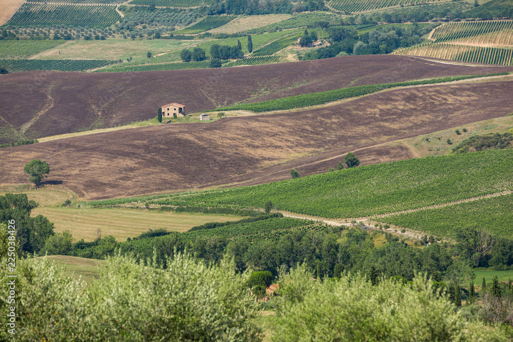 Olive groves and house in the rolling Tuscan countryside, Italy