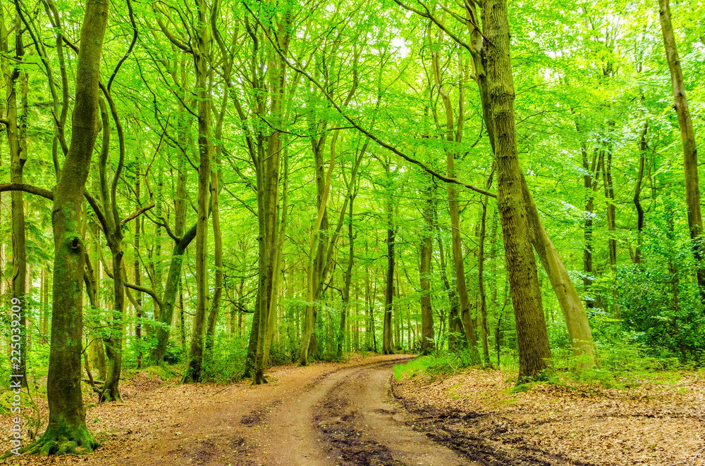 Beech Trees and Wood with Track green leaves and muddy path. No people Beech Trees and Wood with Track green leaves and muddy path. No people