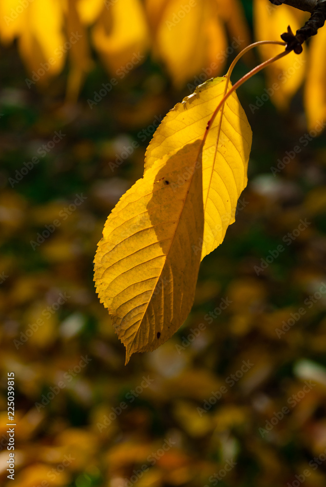 Obraz premium changing color cherry leaves at november sunshine