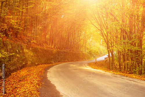Beautiful sunny autumn landscape with fallen dry red leaves, road through the forest and yellow trees