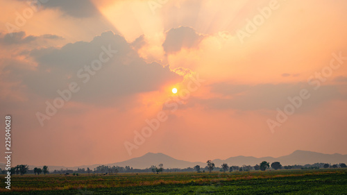 The golden sunset of the vast rice field.