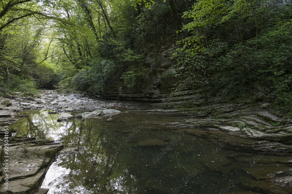 river in the forest