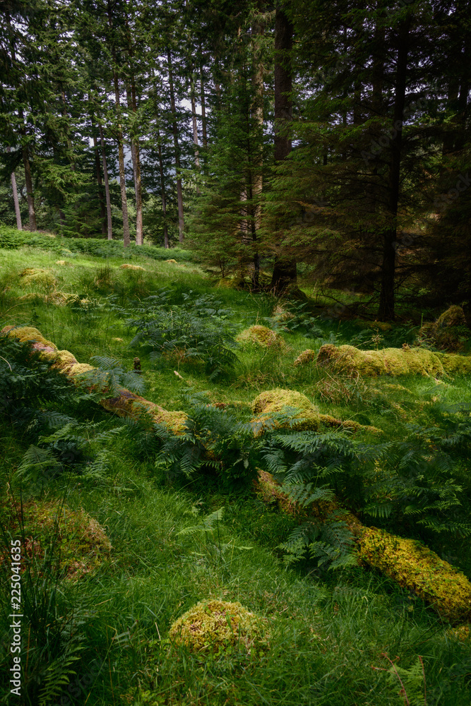 Obraz premium Mossy ground