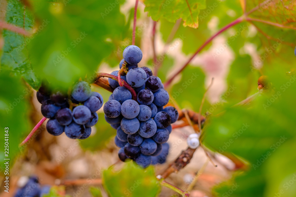 Grappes de raisins noirs sur le vignoble en automne. Sud de France. Grappes de raisins noirs sur le vignoble en automne. Sud de France.