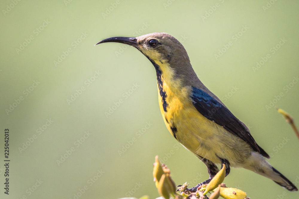 Fototapeta premium Male purple sunbird in non breeding plumage