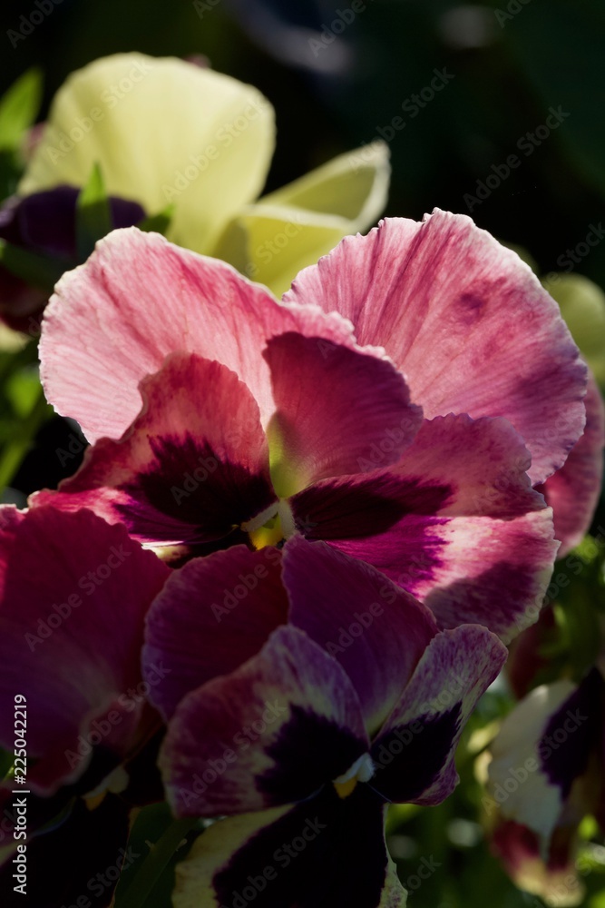 Naklejka premium pink flower in the garden