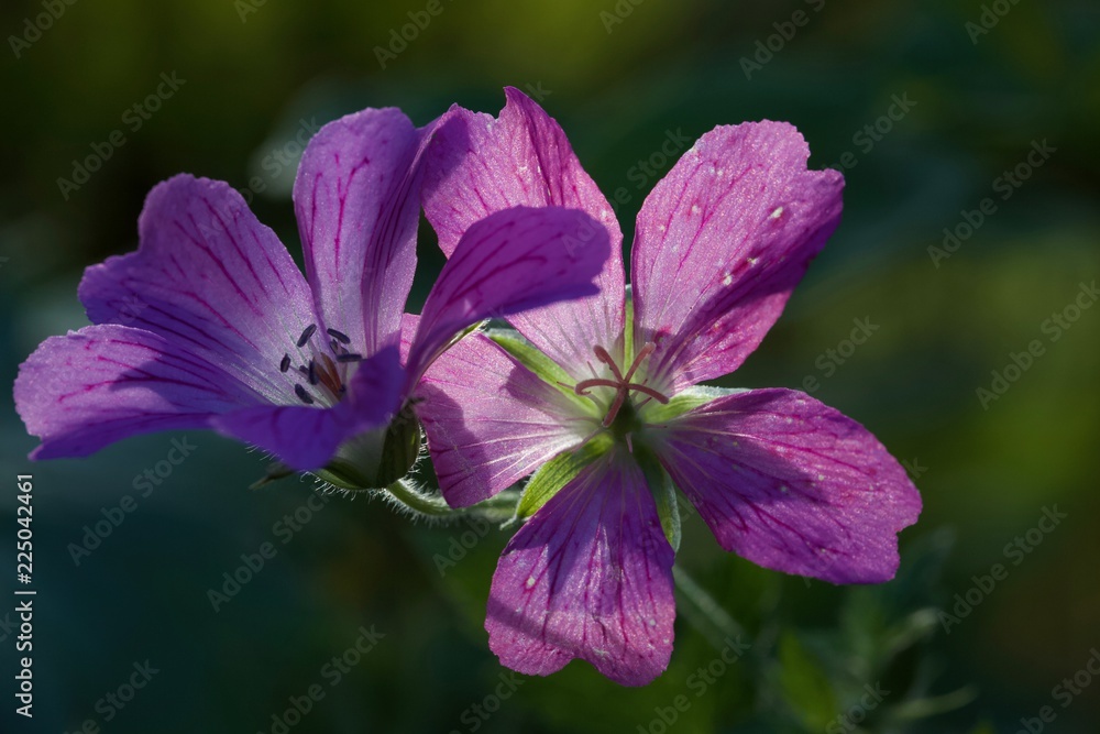 geranium flower
