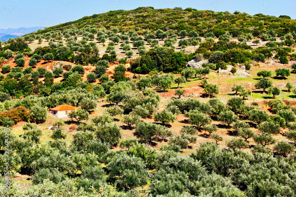 Olive grove in Kalamata, Peloponnese, southwestern Greece.