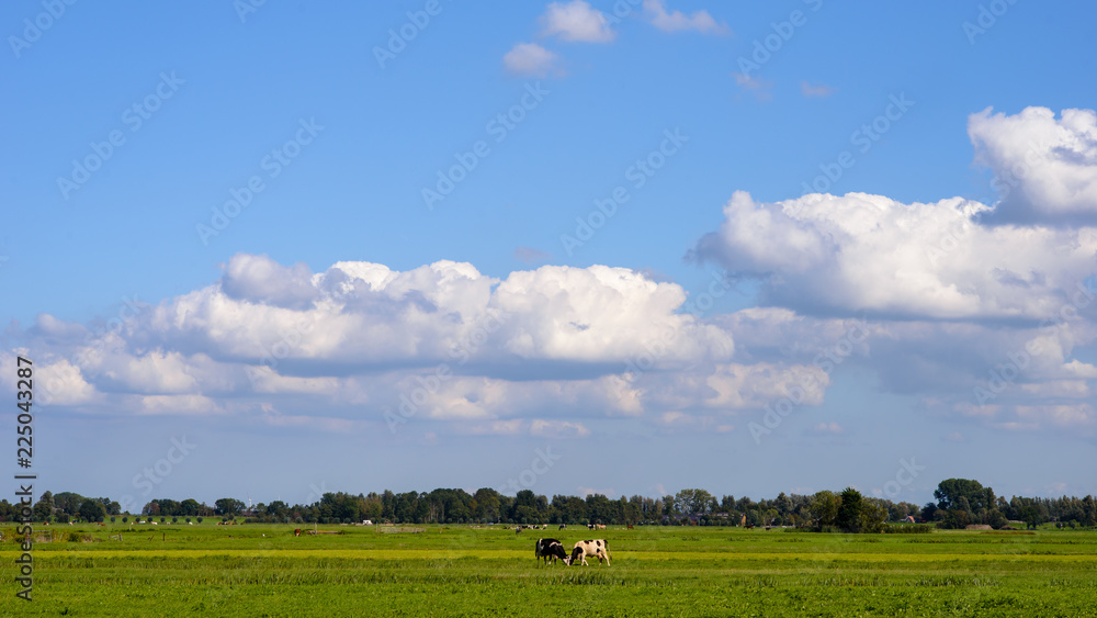Cows on the green field under the clouds and blue sky with the city contours in the background Cows on the green field under the clouds and blue sky with the city contours in the background
