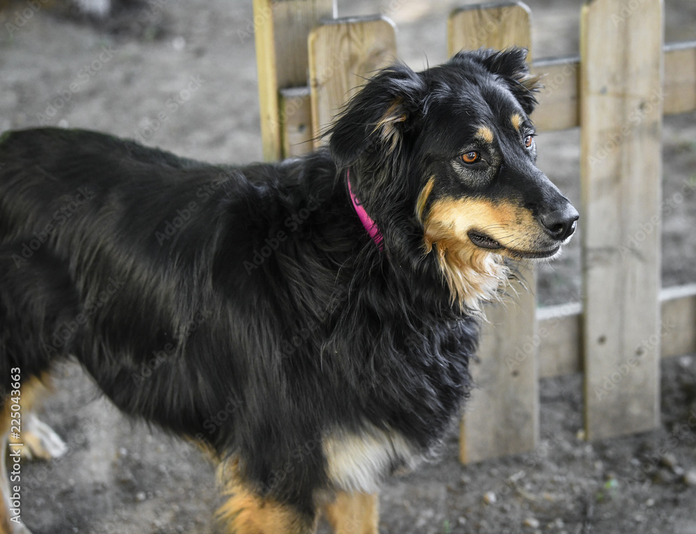 Fototapeta premium Cane adulto in un parco