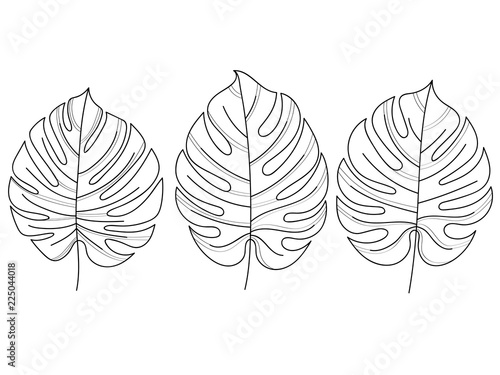 Monstera leaf sketch isolated on white background. Minimalism style. Vector illustration