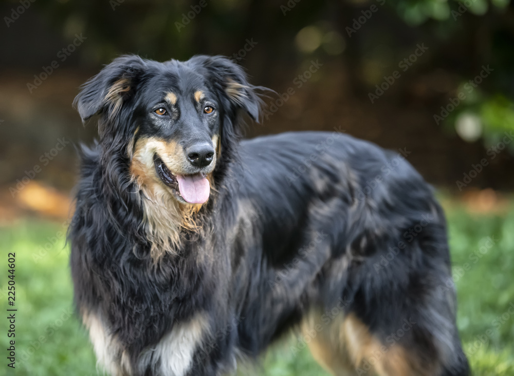 Cane adulto in un parco