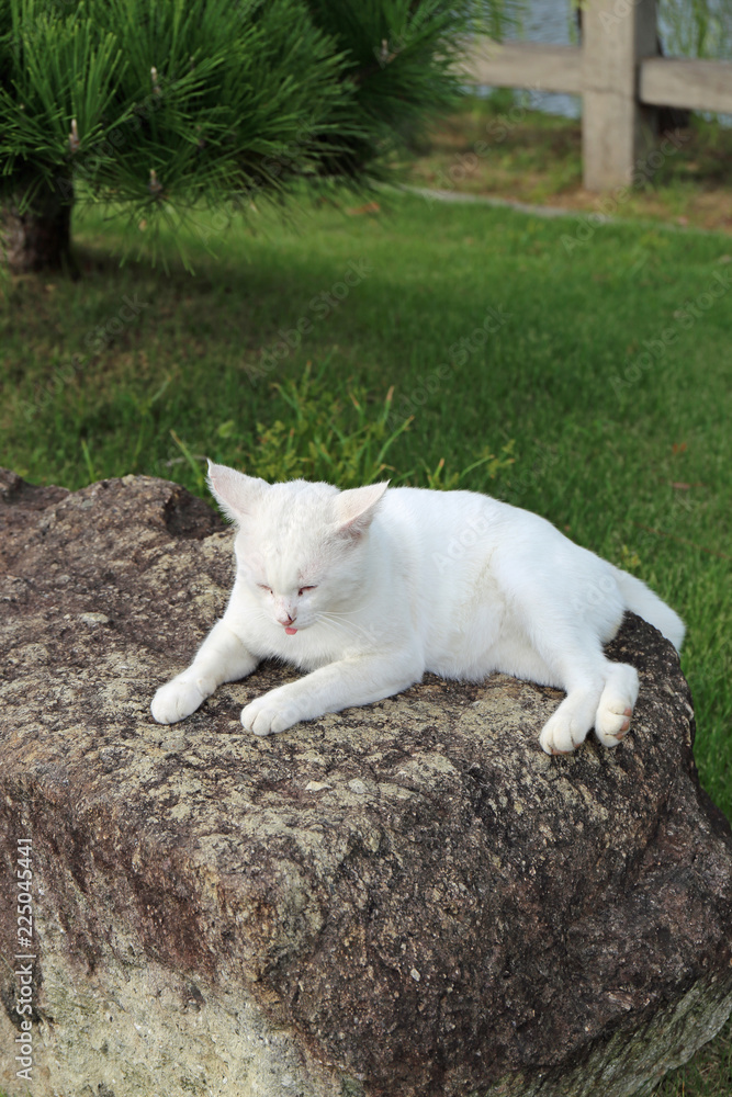 公園の白い猫
