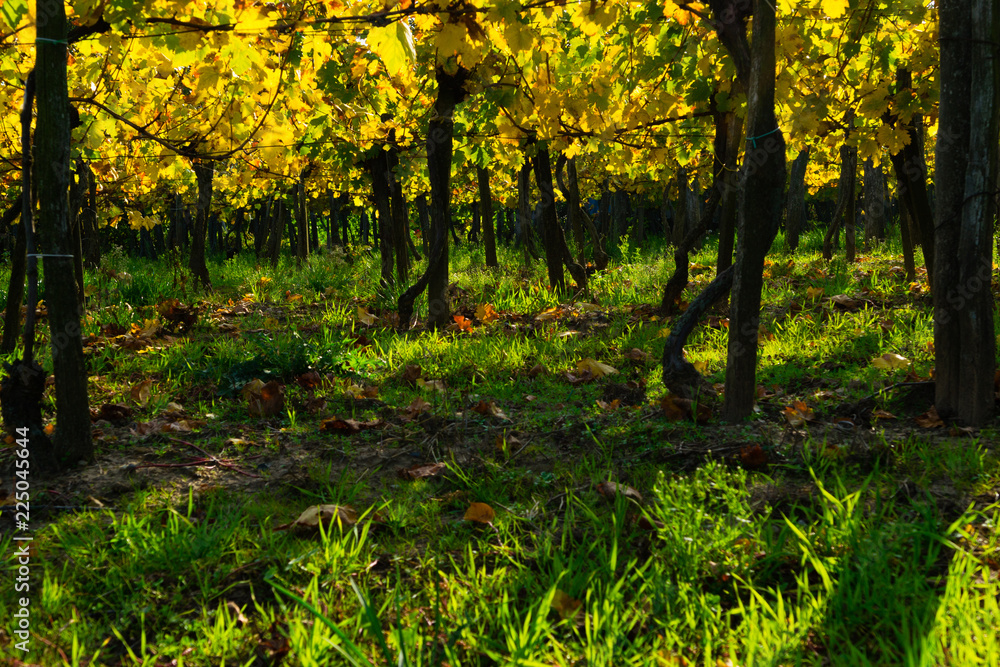 yellow grape leaves and green grass in october sunny vinery yellow grape leaves and green grass in october sunny vinery