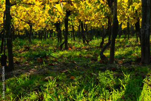 yellow grape leaves and green grass in october sunny vinery