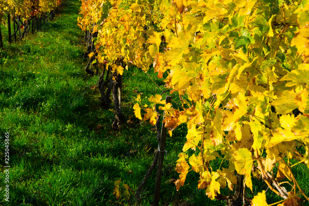 Naklejka premium yellow grape leaves and green grass in october sunny vinery