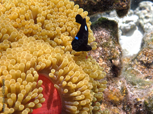Moorea French Polynesia damselfish with anemone