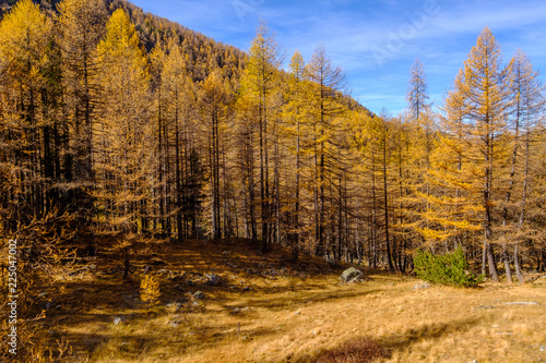 Paysage des Alpes en automne. La forêt et les montagnes. France, Alpes de Haute Provence.
