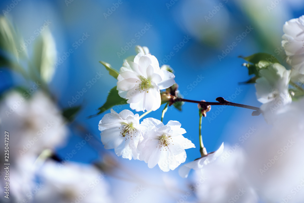 Apple tree flower blossoming at spring time, floral sunny vintage natural background Apple tree flower blossoming at spring time, floral sunny vintage natural background