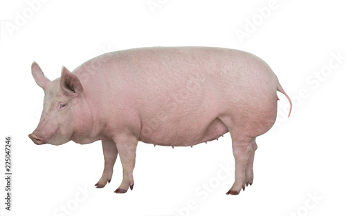 pig isolated on white photo