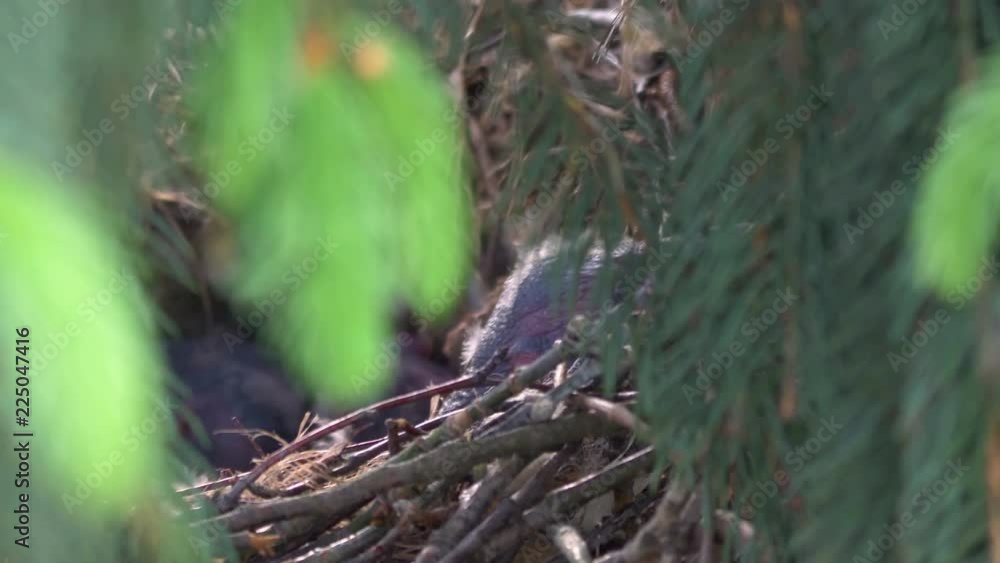 Crow chick in the nest in 4k slow motion 60fps Crow chick in the nest in 4k slow motion 60fps