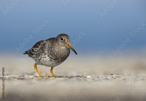 A purple sandpiper (Calidris maritima) walking and foraging in the morning sun on the Island Heligoland- Concrete harbour underground with a clean blue background.