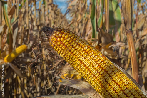 ripe corn cobs in the field, full of large grain, against the sky. Straight rows of culture, clean from diseases, pests and weeds