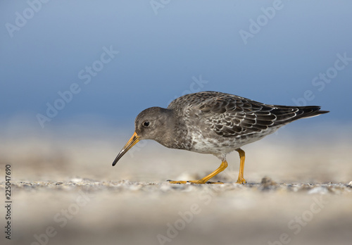 A purple sandpiper (Calidris maritima) walking and foraging in the morning sun on the Island Heligoland- Concrete harbour underground with a clean blue background.
