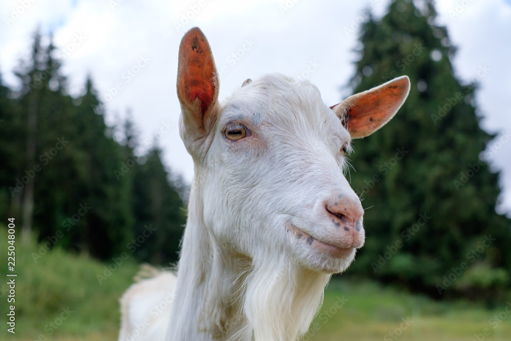 Obraz premium Portrait Ziege