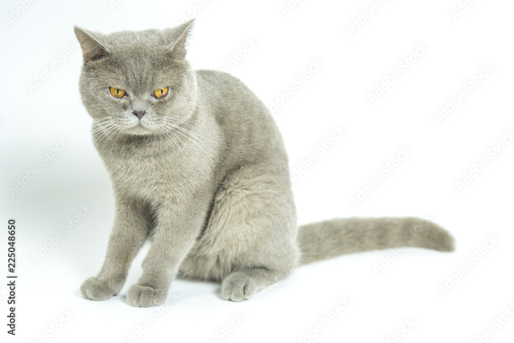 british shorthair cat on white background british shorthair cat on white background