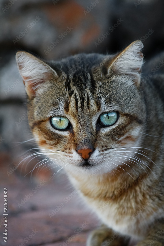 Mongrel stray and wild cat abandoned colorful eyes feeling blue looking sad sadness pussy puss Mongrel stray and wild cat abandoned colorful eyes feeling blue looking sad sadness pussy puss