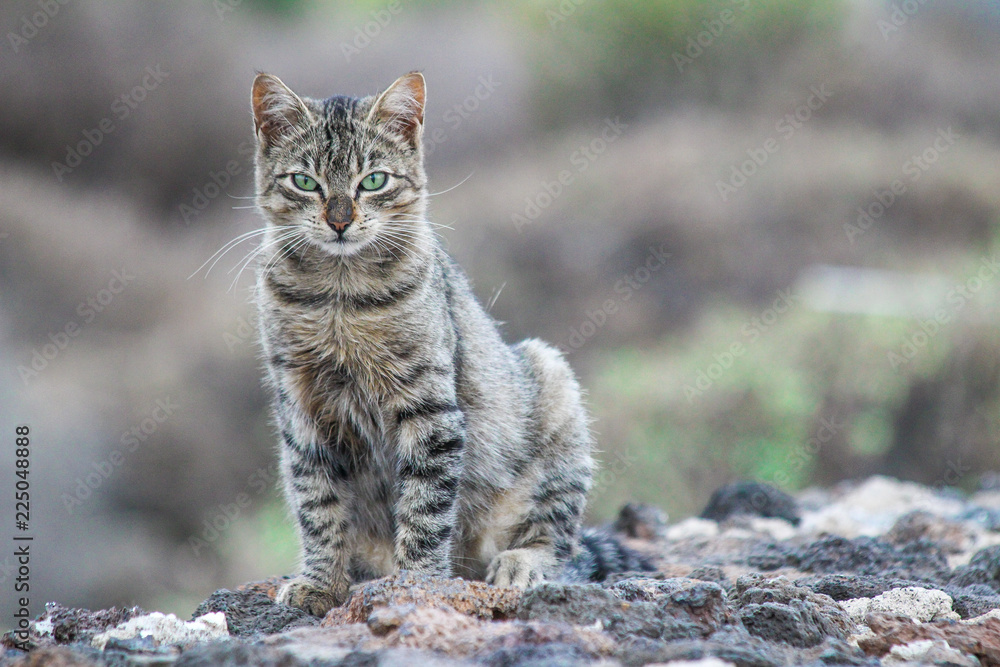 Mongrel stray and wild cat abandoned Mongrel stray and wild cat abandoned