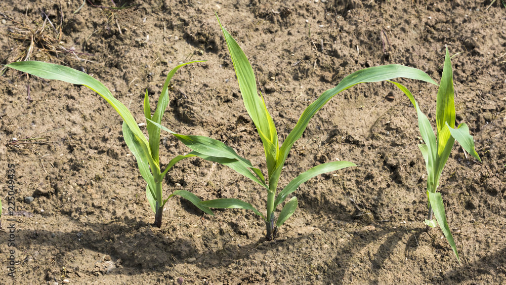 Corn seedlings in soil. Baden Baden, Baden Wuerttemberg, Germany, Europe Corn seedlings in soil. Baden Baden, Baden Wuerttemberg, Germany, Europe