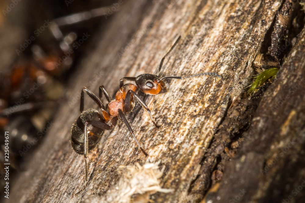 Fototapeta premium Red wood ant walking upp tree trunk.