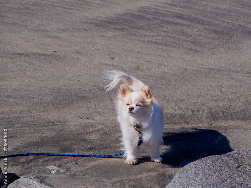 Fototapeta premium 風の強い浜辺で