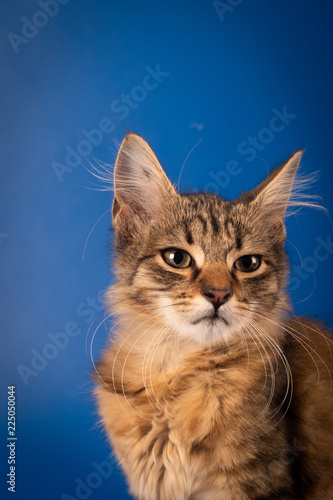 One Small three month kitten mixed breed © GrasePhoto
