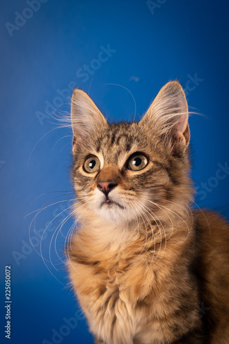 One Small three month kitten mixed breed © GrasePhoto