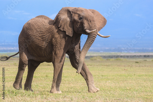 Dynamic bull African elephant © Blair Costelloe