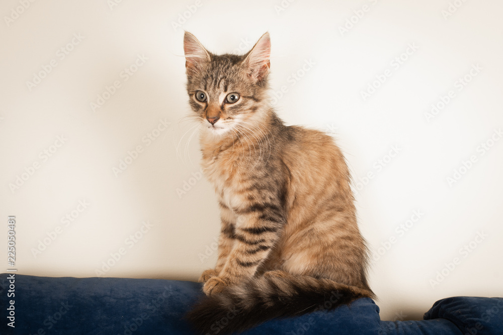 One Small three month kitten mixed breed One Small three month kitten mixed breed