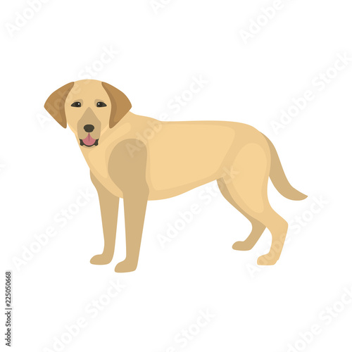 Labrador dog color vector icon. Flat design