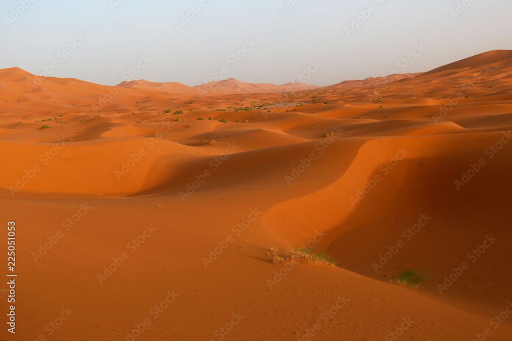 Fototapeta premium Camel caravan