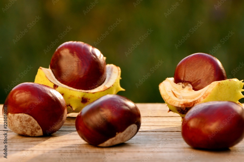 Fresh chestnuts with shells on the background of the garden close-up. Fresh chestnuts with shells on the background of the garden close-up.